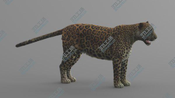 images/goods_img/20210312/3D Jaguar Rigged model/3.jpg